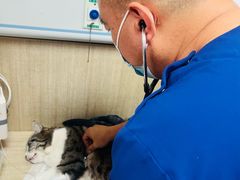 -北京观赏动物医院·24小时大型综合·猫专科·异宠专科