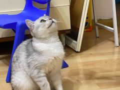 -袖虎宠物(锦绣生态园店)