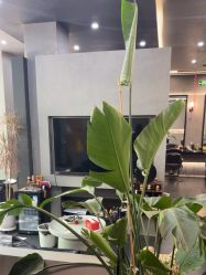 -老肖男士理发店