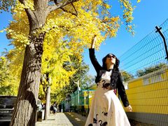 -三里屯东五街银杏大道