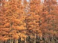 -白鹭湾湿地公园