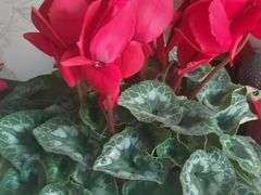 -金科花卉市场