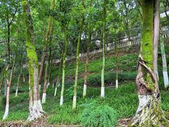 -重庆平顶山公园