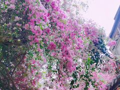 -深圳国际园林花卉博览园