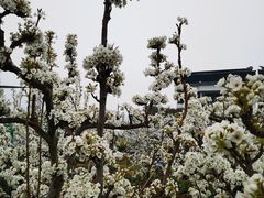 -树山生态村