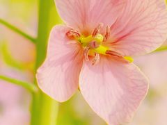 -中国天府农业博览园