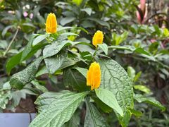 -国家植物园南园