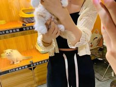 -欣宠猫屋·矮脚拿破仑·蓝金金渐层