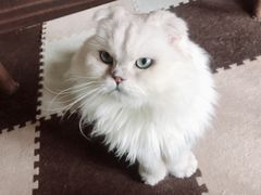 -猫猫幼稚园·撸猫·桌游·电玩