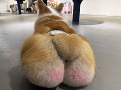 -趣多多宠物公园·宠物训犬学校·宠物寄养