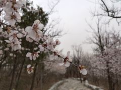 -妙峰山风景名胜区