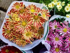 -桂林市花鸟市场