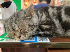 -李小姐の猫咖啡馆(五角场店)