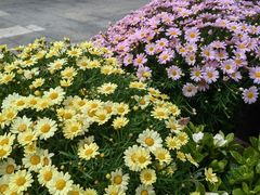 -溪岸路花鸟市场