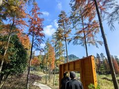-广州市石门国家森林公园