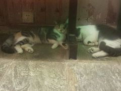 -猫咪博物馆(顶澳仔猫街店)