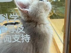 -帕帕拉兹宠物(亚洲旗舰店)