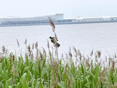-上海吴淞炮台湾国家湿地公园