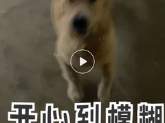 -宠物之家Pets Home 宠物寄养酒店