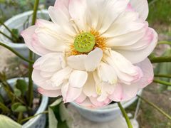 -七的湖·晚芳亭·阳澄湖农家菜·大闸蟹(莲花岛店)