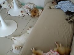 -怪兽屋·羊驼·猫咖·狗咖(俊华广场店)
