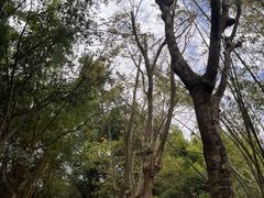-广东茂名森林公园