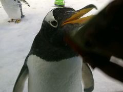 -芜湖新华联大白鲸海洋公园