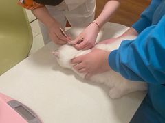 -关爱宠物医院·猫科中心·消化科(滨湖万达分院)