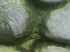 -才村湿地公园