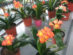 -南通洲际绿博园