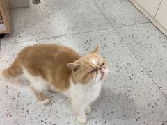 -喵园·猫主题咖啡厅·撸猫·猫咖(国贸店)