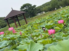 -嘉北郊野公园