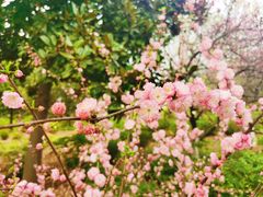 -洛阳市隋唐城遗址植物园