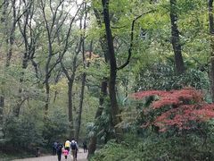 -灵谷景区