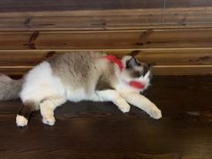 -蓝鲸·缅因猫舍