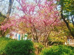 -八大关景区