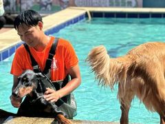 -趣玩宠物乐园寄养训犬训狗游泳池