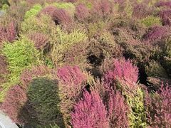 -天津东丽湖风景区