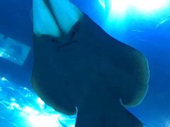 -迪拜水族馆及水下动物园