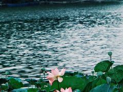 -荔湾湖公园