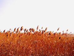 -盐城丹顶鹤湿地生态旅游区