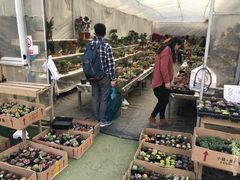 -龙大花卉苗木市场