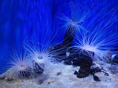 -上海海洋水族馆