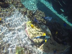 -新加坡水上探险乐园