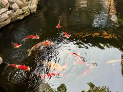 -鲤院·新中式美学·庭院餐厅(夫子庙店)