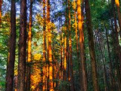 -武陵山森林公园