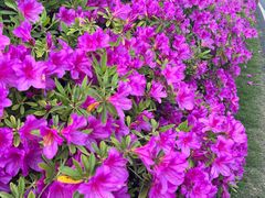 -宜兴龙背山森林公园