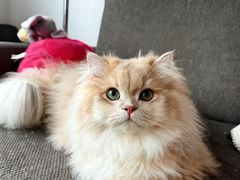 -lincat·猫舍(广州店)