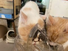 -平行世界·猫咖(首经贸店)