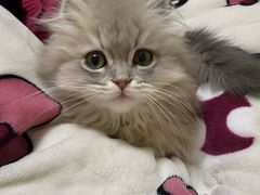 -欣宠猫屋·矮脚拿破仑·蓝金金渐层